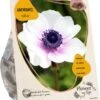 Baltus Flower My Life Anemoon Knol (Anemone) Wit 30 Stuks