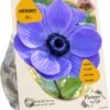 Baltus Flower My Life Anemoon Knol (Anemone) Blauw Paars 30 Stuks