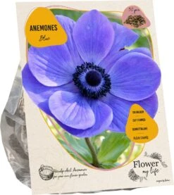 Baltus Flower My Life Anemoon Knol (Anemone) Blauw Paars 30 Stuks