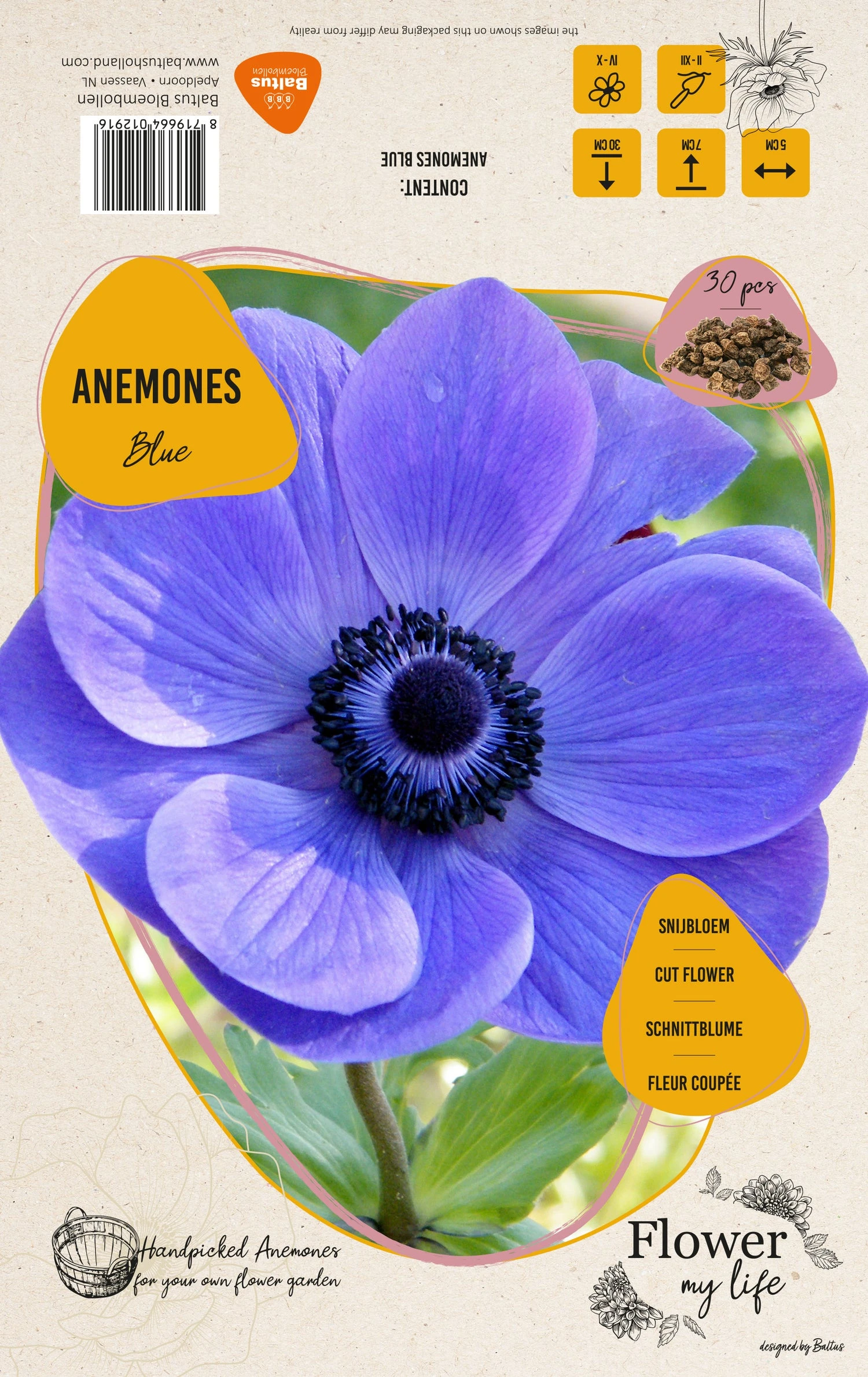 Baltus Flower My Life Anemoon Knol (Anemone) Blauw Paars 30 Stuks 2 Baltus Flower My Life Anemoon Knol (Anemone) Blauw Paars 30 Stuks - Afbeelding 2