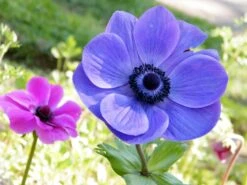 Baltus Flower My Life Anemoon Knol (Anemone) Blauw Paars 30 Stuks 5 Baltus Flower My Life Anemoon Knol (Anemone) Blauw Paars 30 Stuks -Mooi Moestuin 8719664012916 3