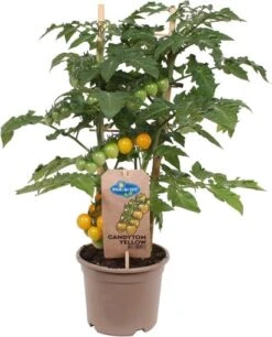 Kerstomaat Geel (Solanum Lycopersicum 'Candytom') D 14 H 45 Cm