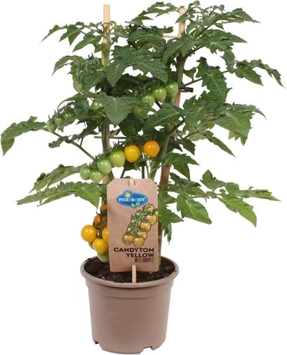 Kerstomaat Geel (Solanum Lycopersicum 'Candytom') D 14 H 45 Cm 1 Kerstomaat Geel (Solanum Lycopersicum 'Candytom') D 14 H 45 Cm