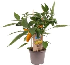 Snack Paprika Geel (Capsicum Annuum) D 14 H 45 Cm