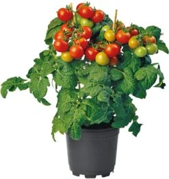 Biologische Kerstomaat (Solanum Lycopersicum) D 14 H 40 Cm