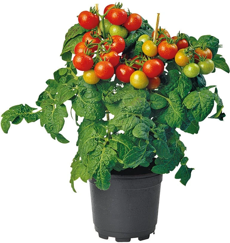 Biologische Kerstomaat (Solanum Lycopersicum) D 14 H 40 Cm 1 Biologische Kerstomaat (Solanum Lycopersicum) D 14 H 40 Cm