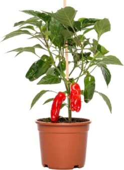 Biologische Mini Paprika (Capsicum Annuum) D 14 H 40 Cm