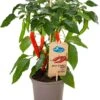 Biologische Hete Peper (Capsicum Annuum 'Hot Chillie Red') D 14 H 45 Cm