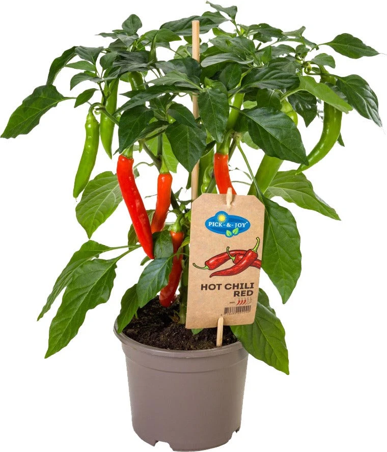 Biologische Hete Peper (Capsicum Annuum 'Hot Chillie Red') D 14 H 45 Cm 1 Biologische Hete Peper (Capsicum Annuum 'Hot Chillie Red') D 14 H 45 Cm