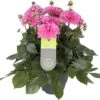 Dahlia (Dahlia 'Dalina Maxi Cadena') Roze D 23 H 50 Cm