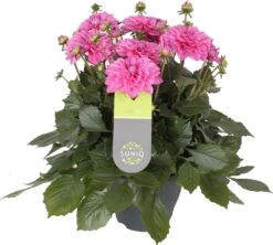 Dahlia (Dahlia 'Dalina Maxi Cadena') Roze D 23 H 50 Cm