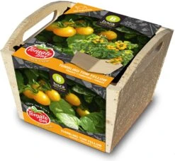 Baza Tomato Box Tomaat (Solanum Lycopersicum 'Tumbling Tom')