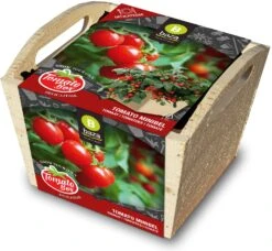 Baza Tomato Box Tomaat (Solanum Lycopersicum 'Minibel')