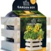 Baza Gardenbox Groentezaad Struiktomaat Tumbling Tom 12 X 11 X 10 Cm