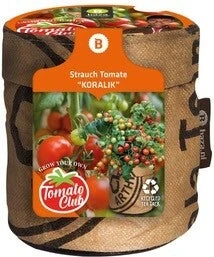 Baza Minituin Groentezaad Struiktomaat Koralik D 11 H 12 Cm