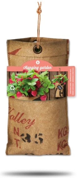 Baza Aardbei Hangtuin Aardbei (Fragaria)