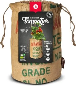 Baza Tomato Rags Biologische Kerstomaat (Solanum Lycopersicum 'Tiny Tim')