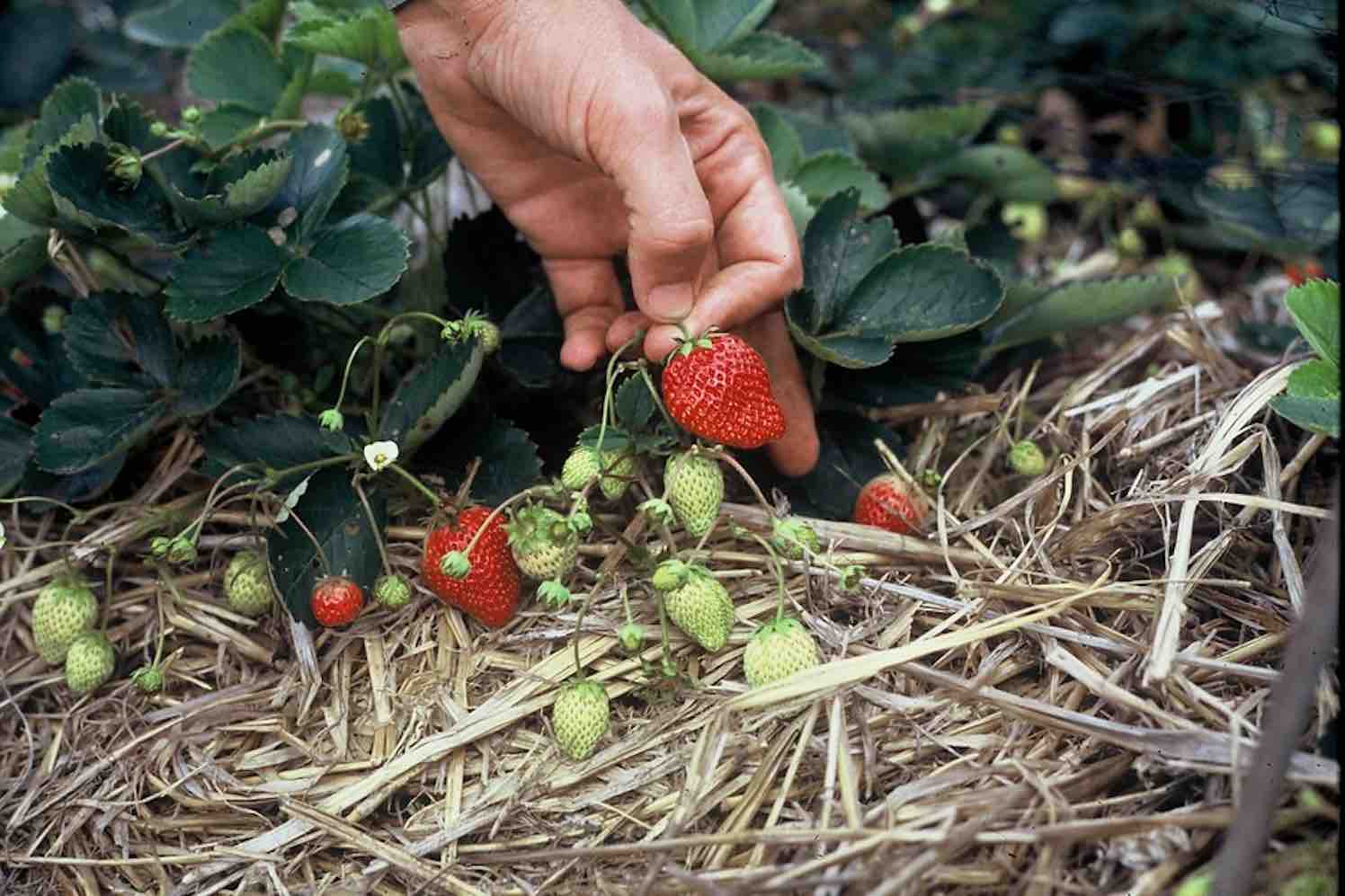 Mooi Moestuin -Mooi Moestuin fragaria aardbei